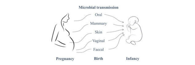 “Mother-to-child microbial transmission plays a central role in the gut colonisation process, with the maternal microbiome being the main source of the infant’s gut bacteria,” Veronika Kuchařová Pettersen said. “Mother-to-child microbial transmission plays a central role in the gut colonisation process, with the maternal microbiome being the main source of the infant’s gut bacteria,” Veronika Kuchařová Pettersen said.