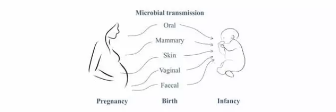 “Mother-to-child microbial transmission plays a central role in the gut colonisation process, with the maternal microbiome being the main source of the infant’s gut bacteria,” Veronika Kuchařová Pettersen said.