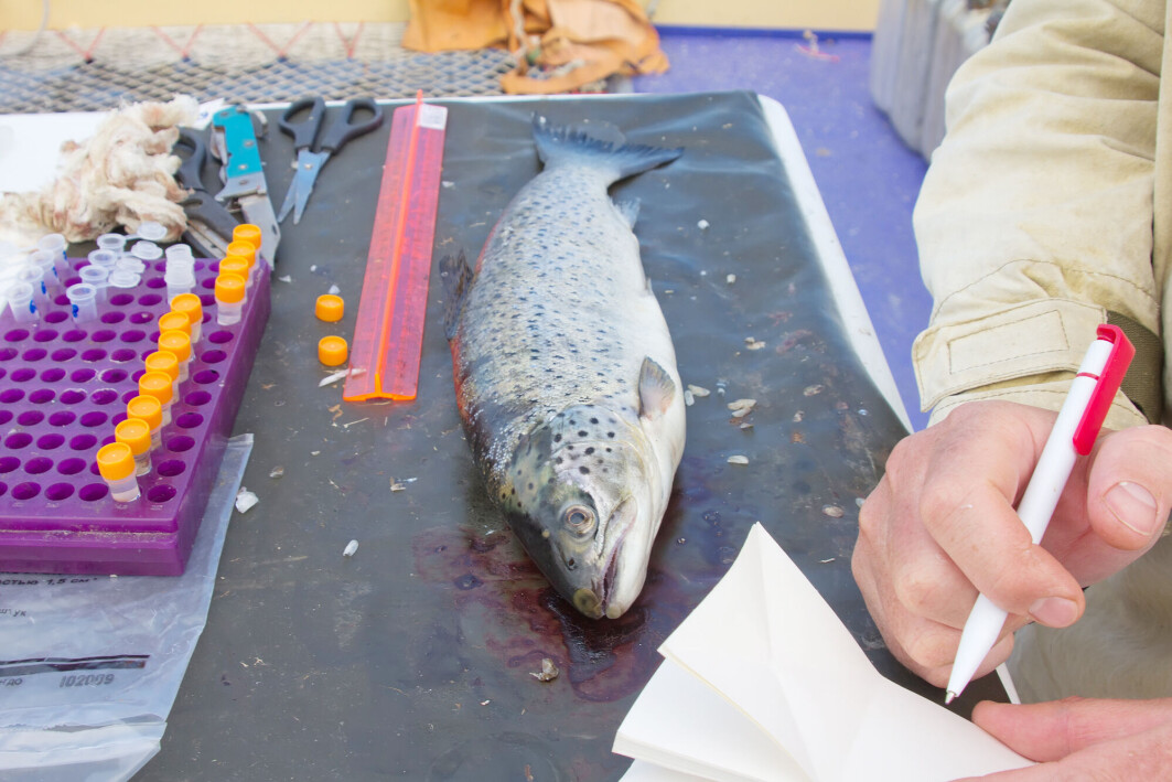 Forskning peker i retning av at fisk både føler smerte og reagerer på stress og uønsket påvirkning i miljøet. Forskning peker i retning av at fisk både føler smerte og reagerer på stress og uønsket påvirkning i miljøet.