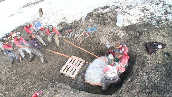 Fossilet blir støpt inn i en kappe av gips før det blir snudd (Foto: Atlantic Productions) Fossilet blir støpt inn i en kappe av gips før det blir snudd (Foto: Atlantic Productions)