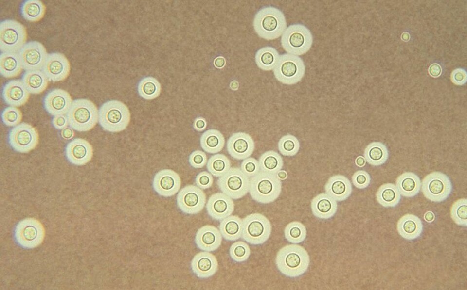'Dette er muggsoppen Cryptococcus neoformans. Tidligere ble Cryptococcus gattii  kalt en variant av denne. Nå er den regnet som en nær slektning. (Foto: Wikimedia Commons)'