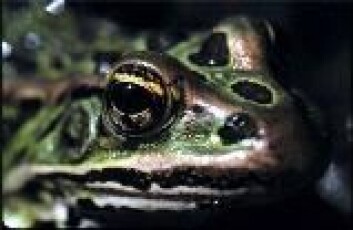 "Hormonhermere er en trussel mot naturen - og oss mennesker." "Hormonhermere er en trussel mot naturen - og oss mennesker."