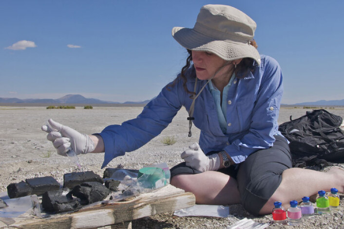 Felisa Wolfe-Simon tar sedimentprøver fra gjørmen under stranden ved Mono Lake (Foto: Henry Bortman) Felisa Wolfe-Simon tar sedimentprøver fra gjørmen under stranden ved Mono Lake (Foto: Henry Bortman)