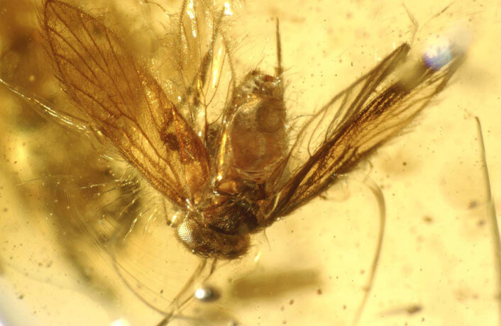 "En bie fra tiden da India kolliderte med det eurasiatiske kontinent etter rundt 50 millioner år som en øy. (Foto: David Grimaldi/AMNH)" "En bie fra tiden da India kolliderte med det eurasiatiske kontinent etter rundt 50 millioner år som en øy. (Foto: David Grimaldi/AMNH)"