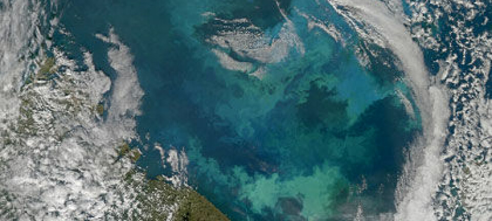 Algeblomstring i Barentshavet. (Foto: Norman Kuring/NASA Ocean Color Group)