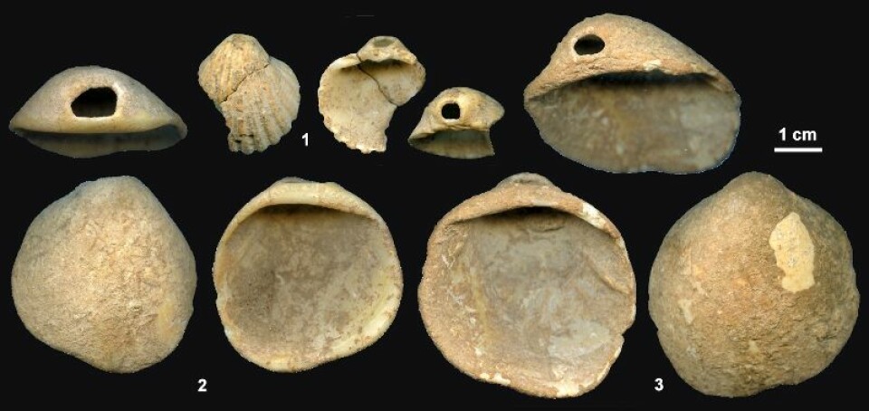 'Forskerne tror neandertalere kan ha brukt disse gjennomhullede skjellene til pynting - kanskje i rituell sammenheng. (Foto: PNAS)'