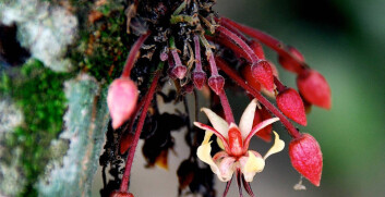Blomster på kakaotreet Theobroma cacao. (Foto: Mark Guiltinan, Penn State) Blomster på kakaotreet Theobroma cacao. (Foto: Mark Guiltinan, Penn State)