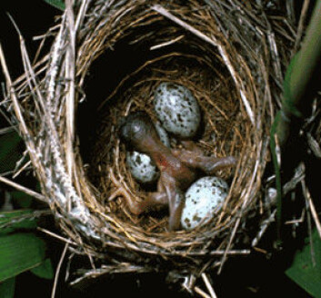 "En gjøkunge dytter ut egg fra et rørsangerreir i Tsjekkia. (Foto: Per Harald Olsen)" "En gjøkunge dytter ut egg fra et rørsangerreir i Tsjekkia. (Foto: Per Harald Olsen)"