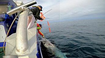 Makrellstørje svømte fra Florø til Shetland, Canada, Middelhavet og tilbake til Florø