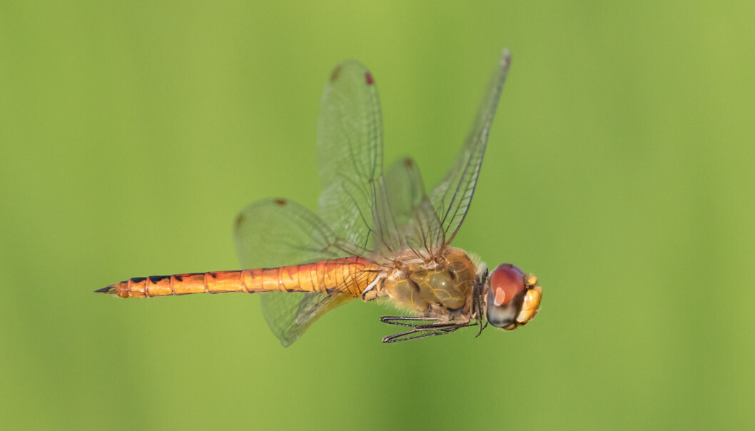 Øyenstikkeren Pantala flavescens er bare fem centimeter lang, men kan kanskje fly flere tusen kilometer over havet. Øyenstikkeren Pantala flavescens er bare fem centimeter lang, men kan kanskje fly flere tusen kilometer over havet.