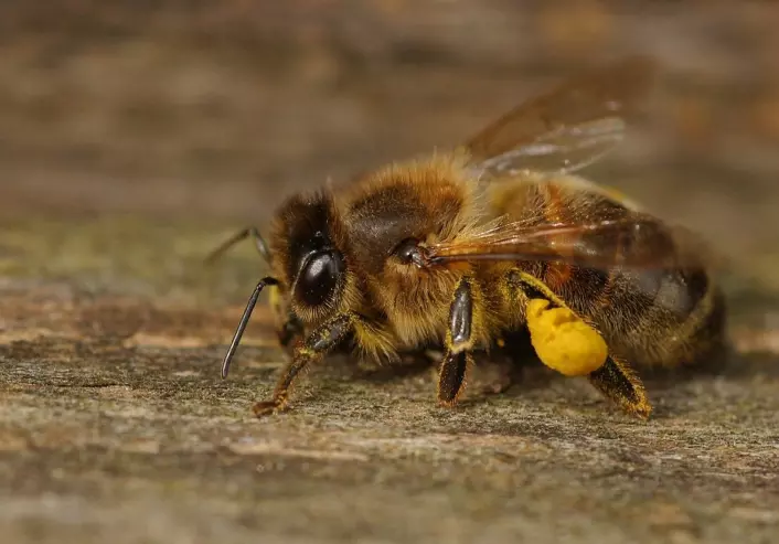 "Forskere har funnet ut at bier kan kjenne igjen både farger og menneskeansikt. (Foto: Ragnar Våga Pedersen) "