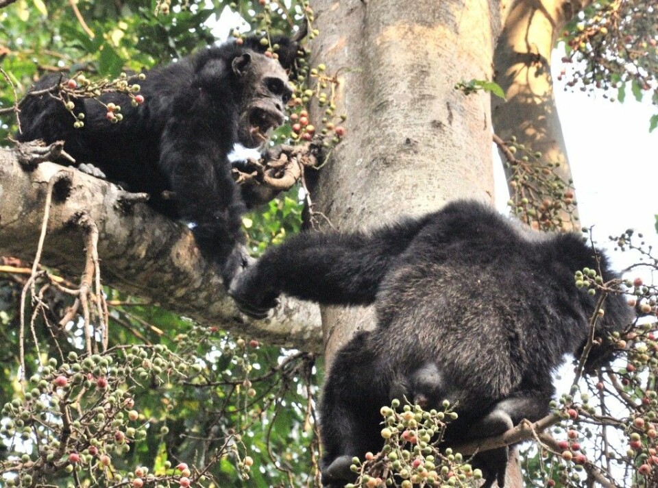 To hanner i samhandling i et fikentre. (Foto: Caelio/ Wikimedia Commons)