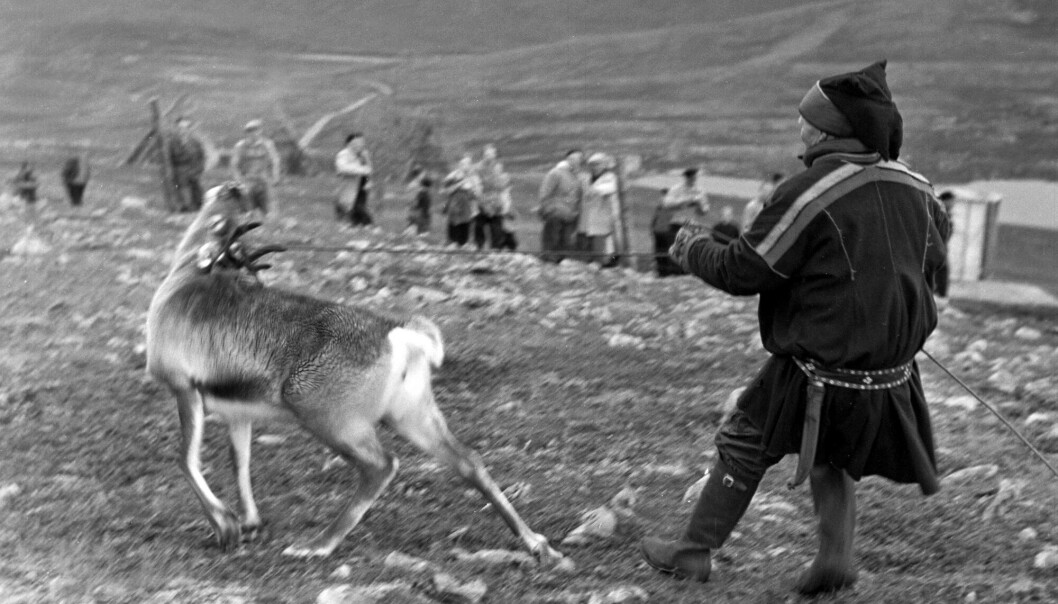 I 270 år har dokumentet definert samers rett til å flytte dyrene sine over grensen. Her fra en reportasje i 1952. I 270 år har dokumentet definert samers rett til å flytte dyrene sine over grensen. Her fra en reportasje i 1952.