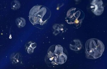 De gjennomsiktige halesekkedyrene (Oikopleura dioica) blir først synlige når man tilsetter melk i sjøvannet. (Foto: Jean-Marie Bouquet og Jiri Slama/Science/AAAS) De gjennomsiktige halesekkedyrene (Oikopleura dioica) blir først synlige når man tilsetter melk i sjøvannet. (Foto: Jean-Marie Bouquet og Jiri Slama/Science/AAAS)