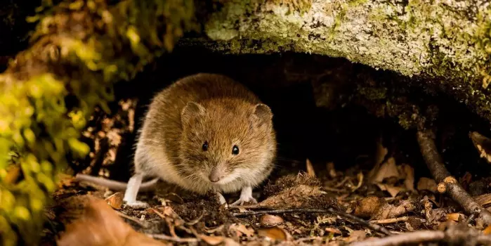 Bank voles ingest harmful fluorinated compounds from ski waxes. These can also be dangerous for humans