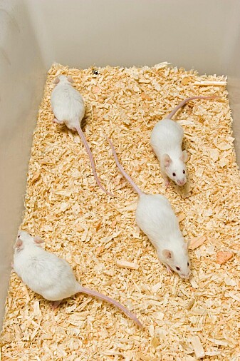 The researchers exposed laboratory mice to PFAS, and it also affected them. The researchers exposed laboratory mice to PFAS, and it also affected them.