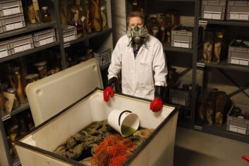 Marinbiolog Torkild Bakken og karet med kjempeblekkspruter på sprit. (Foto: Per Gätzschmann, NTNU Vitenskapsmuseet) Marinbiolog Torkild Bakken og karet med kjempeblekkspruter på sprit. (Foto: Per Gätzschmann, NTNU Vitenskapsmuseet)