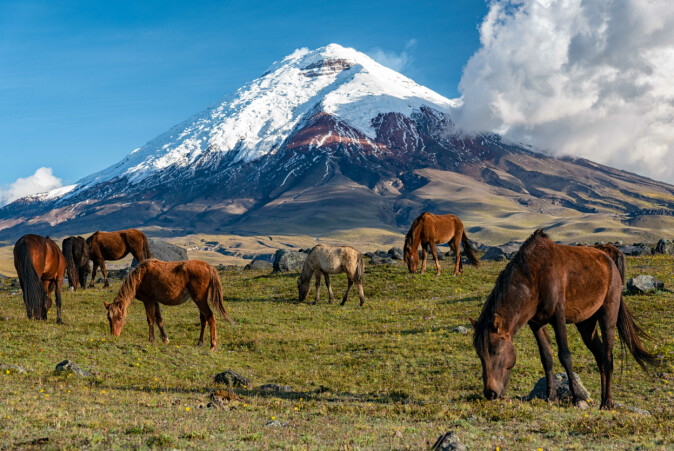 I Ecuador er ville hester en del av landskapet. Det skaper en annen forståelse for naturen, mener Jens-Christian Svenning. I Ecuador er ville hester en del av landskapet. Det skaper en annen forståelse for naturen, mener Jens-Christian Svenning.