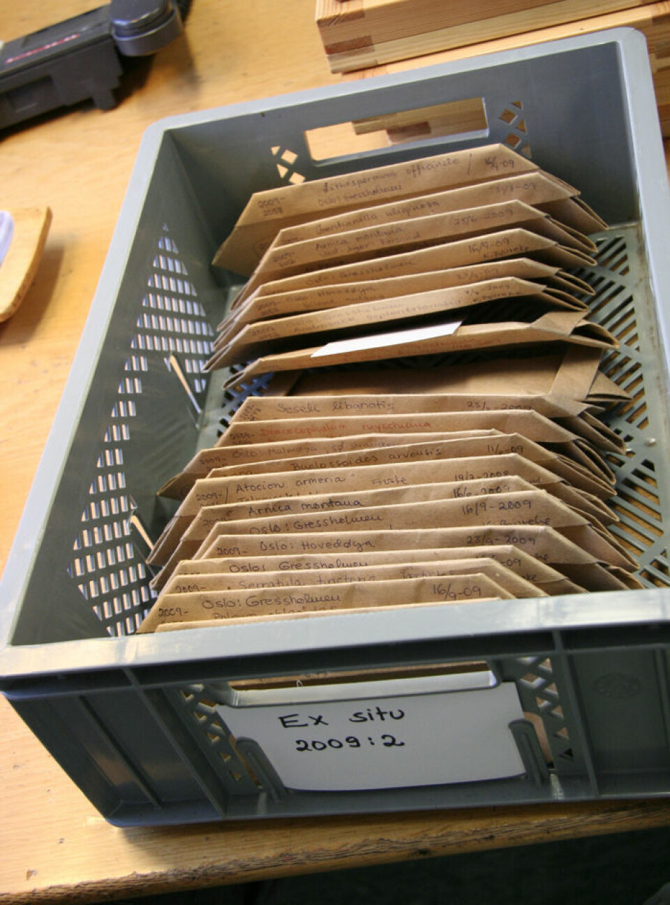 Frøene blir gjerne pakket i konvolutter brettet av papp. Her står en liten stabel av rensede frø som skal bli en del av frøbanken. (Foto: Ingrid Spilde)