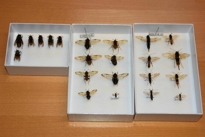 I NIBIOs insektsamlinger på Ås finnes det flere individer av geithams (til venstre), samt ulike arter av klubbveps (i midten) og treveps (til høyre).