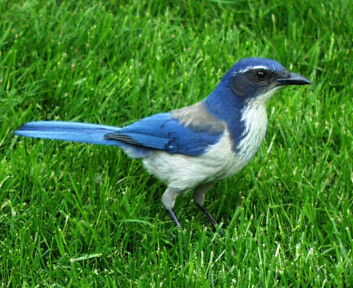 Krattskrike (western scrub-jay) (Foto: GreyStork, GNU Free Documentation License) Krattskrike (western scrub-jay) (Foto: GreyStork, GNU Free Documentation License)