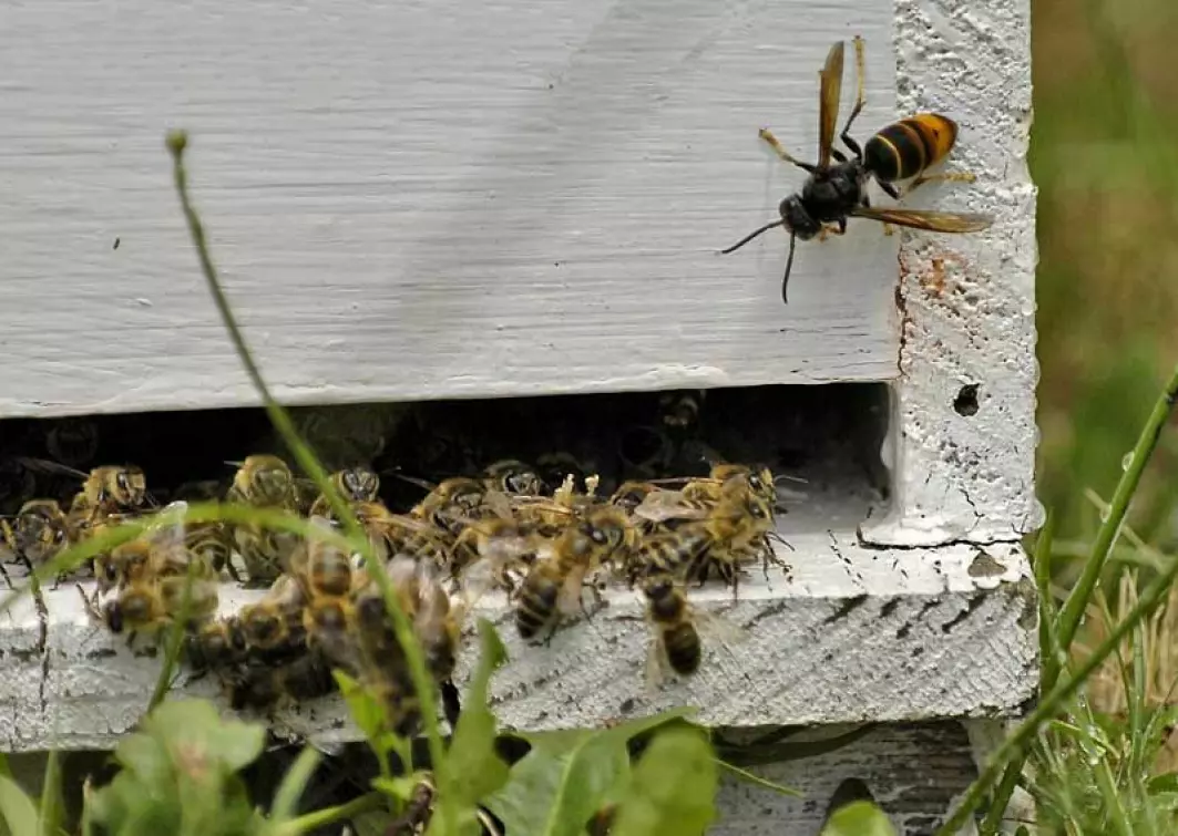 Geithamsen er allerede en utfordring for birøktere flere steder i Norge. Dette bildet fra Frankrike viser en asiatisk geithams som angriper en bikube med honningbier.