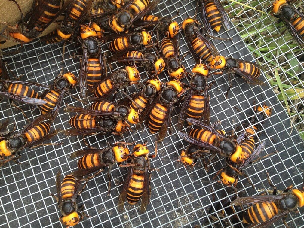 Mandarinveps (Vespa mandarinia). Mandarinveps (Vespa mandarinia).