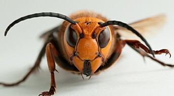 Kjempevepser kan true norsk honningproduksjon
