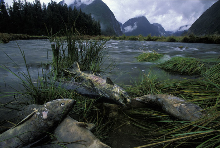 Stillehavslaks dør etter gyting, men bidrar til mer næringsrike skoger i British Columbias Great Bear Rainforest. Bildet viser død ketalaks på bredden av en elv. (Foto: Ian McAllister) Stillehavslaks dør etter gyting, men bidrar til mer næringsrike skoger i British Columbias Great Bear Rainforest. Bildet viser død ketalaks på bredden av en elv. (Foto: Ian McAllister)