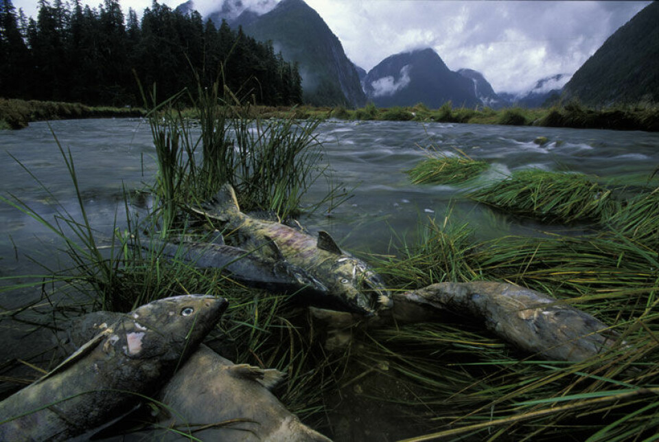 Stillehavslaks dør etter gyting, men bidrar til mer næringsrike skoger i British Columbias Great Bear Rainforest. Bildet viser død ketalaks på bredden av en elv. (Foto: Ian McAllister)