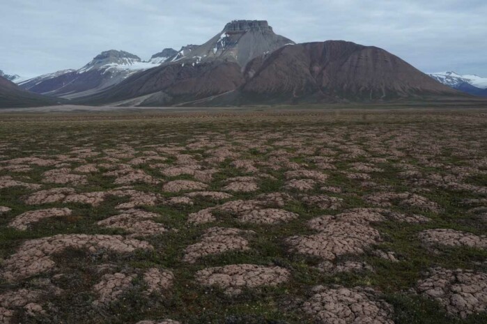 Arktisk vegetasjon på Svalbard. Arktisk vegetasjon på Svalbard.