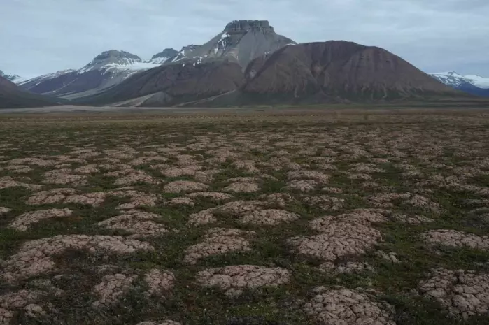 Arktisk vegetasjon på Svalbard.