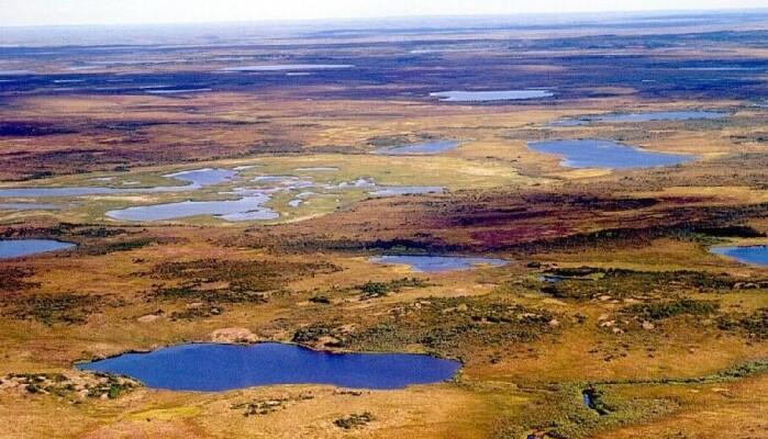 Tundra på Taymyr i dag. Tundra på Taymyr i dag.