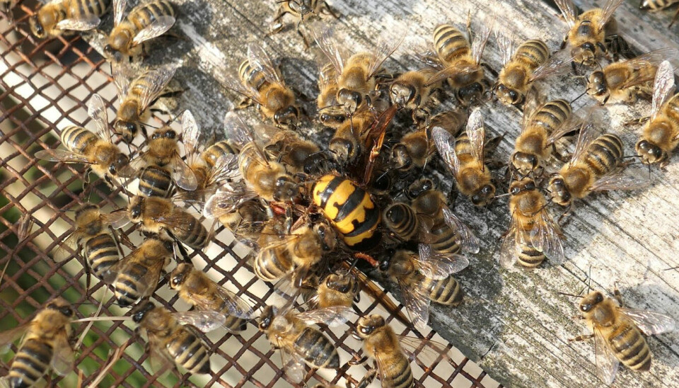 Her klarer honningbier å drepe en geithams.