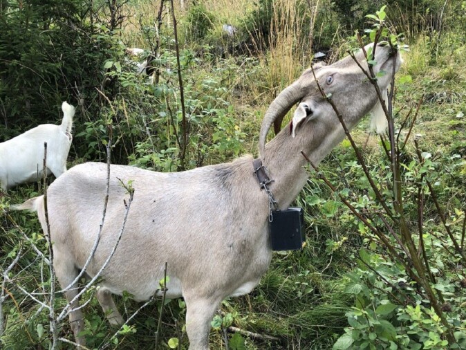 Without this technology, fewer people could continue their goat farming operations, because they often have to have to have a second job. Without this technology, fewer people could continue their goat farming operations, because they often have to have to have a second job.