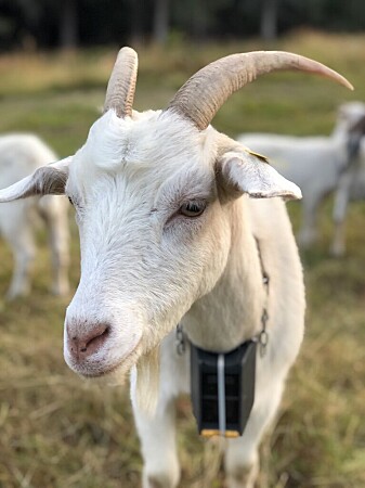 The technology is currently being used on 27000 goats. The technology is currently being used on 27000 goats.