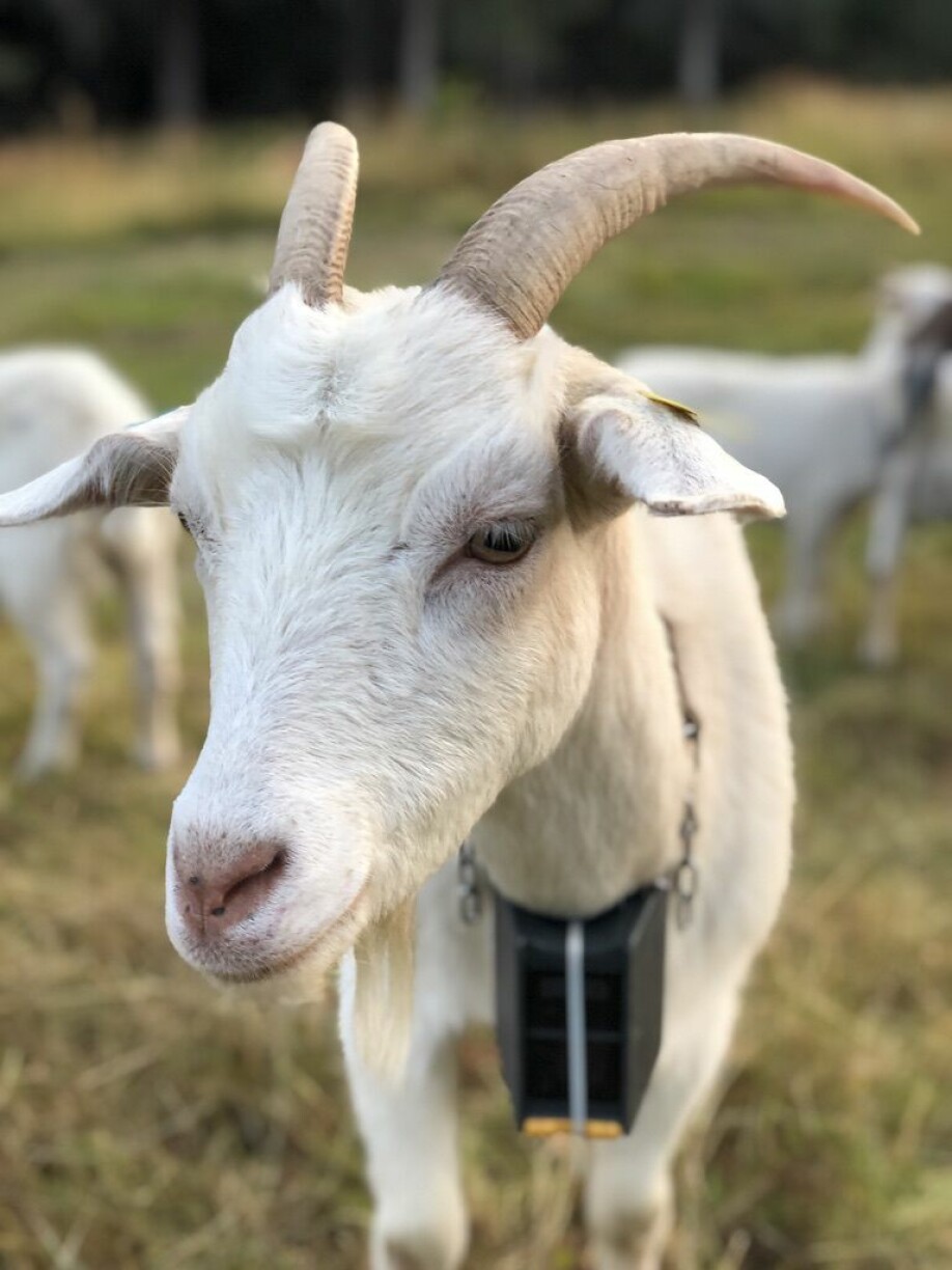 The technology is currently being used on 27000 goats.