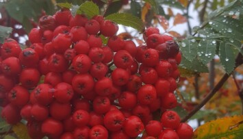 Rogna er treet som i gode år produserer mest bær av alle våre treslag. Kjent som god fuglemat. Rogna er treet som i gode år produserer mest bær av alle våre treslag. Kjent som god fuglemat.