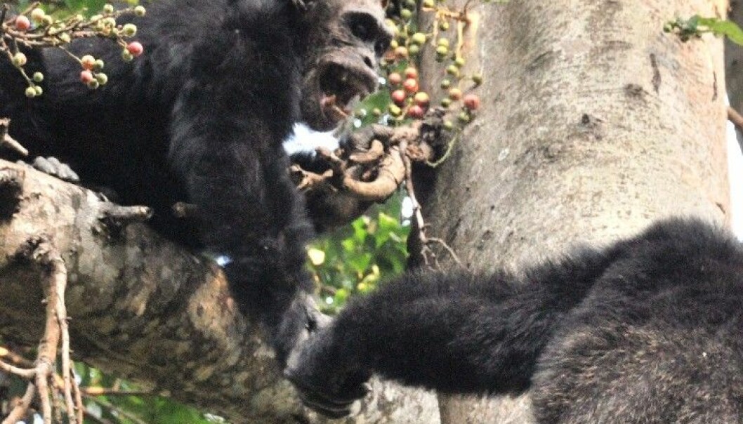 Sjimpanser går til krig