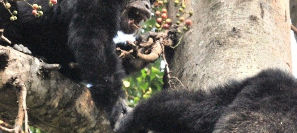 To sjimpansehanner i et fikentre. En ny studie antyder at sjimpanser dreper sine artfeller for å vinne land. (Foto: Caelio/ Wikimedia Commons med lisens)