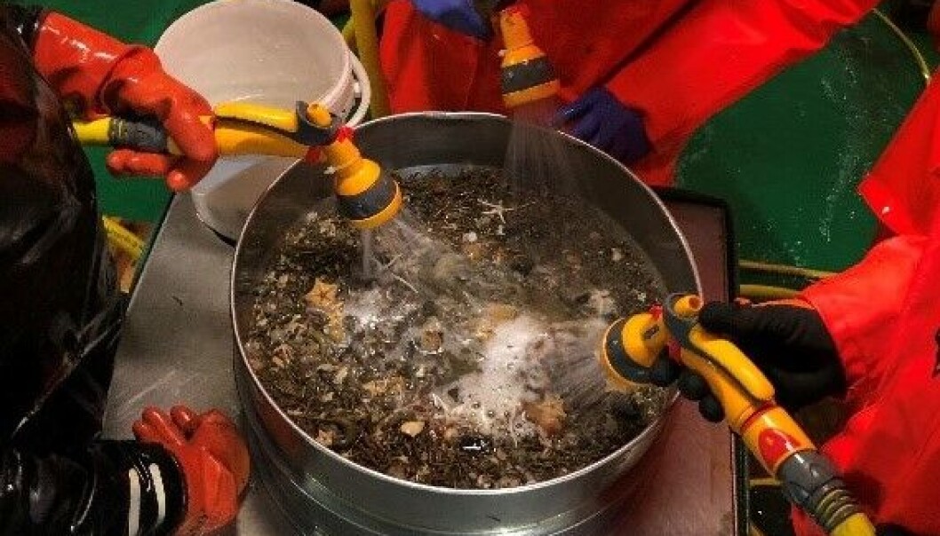 Etter mye vann og enda mer tålmodighet kommer havbunnens små beboere til syne i autosieveren på tråldekket om bord på G.O. Sars. Etter mye vann og enda mer tålmodighet kommer havbunnens små beboere til syne i autosieveren på tråldekket om bord på G.O. Sars.