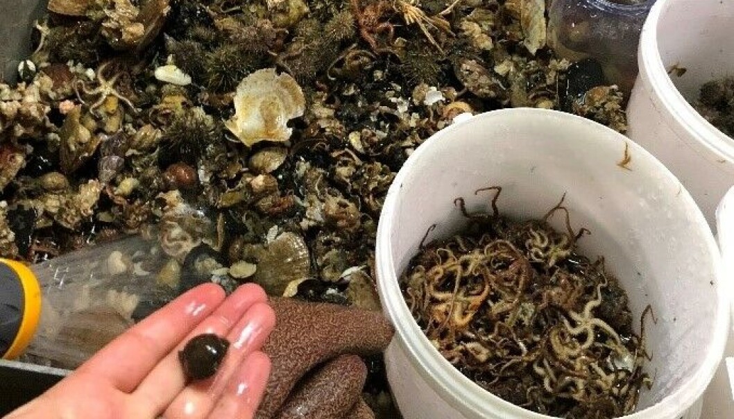 Fingerspitzgefühl og sans for system er gode kvaliteter når bomtrålen skal gjennomgås. Her ser vi organisering av slangestjerner, fisk, kråkeboller, børstemark samt stein og døde muslinger. Armfotingen i hånden ble sortert under «ymse/interessant». Fingerspitzgefühl og sans for system er gode kvaliteter når bomtrålen skal gjennomgås. Her ser vi organisering av slangestjerner, fisk, kråkeboller, børstemark samt stein og døde muslinger. Armfotingen i hånden ble sortert under «ymse/interessant».