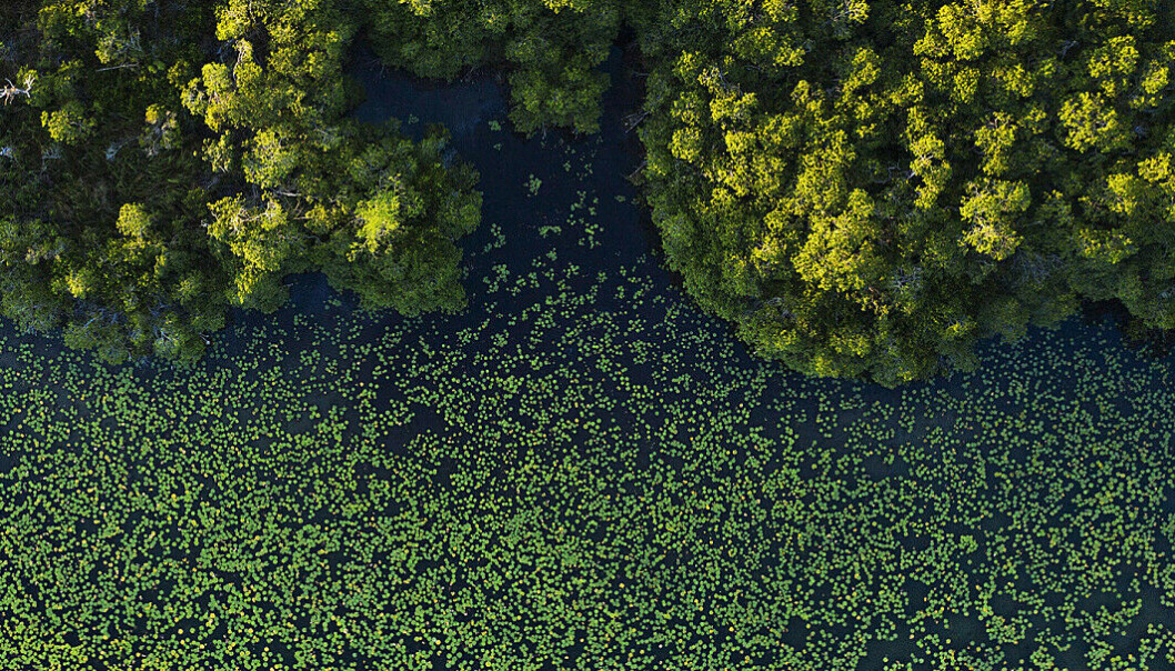 Mangrove-skog i San Pedro Mártir elven i Mexico ble fanget på land for 100 000 år siden. Mangrove-skog i San Pedro Mártir elven i Mexico ble fanget på land for 100 000 år siden.