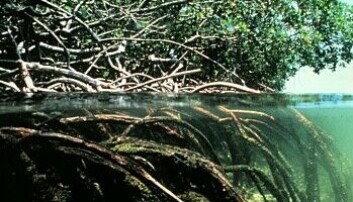 Her ser vi mangrove-skog med røtter under vann. Her ser vi mangrove-skog med røtter under vann.