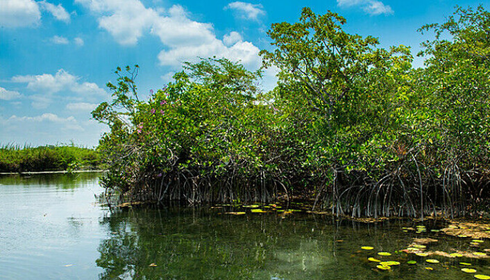 Mangroveskogen har klart seg i ferskvann i San Pedro-elven. Mangroveskogen har klart seg i ferskvann i San Pedro-elven.