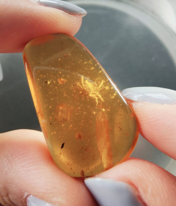 Ravklumpen med krabben i, som eies av Longyin Amber Museum i Kina. Ravklumpen med krabben i, som eies av Longyin Amber Museum i Kina.