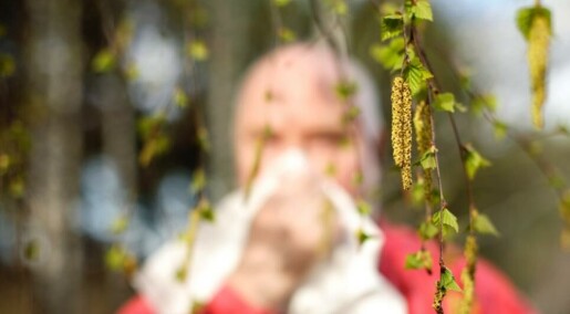 Mer treffsikker pollentelling kan være godt nytt for allergikere Mer treffsikker pollentelling kan være godt nytt for allergikere