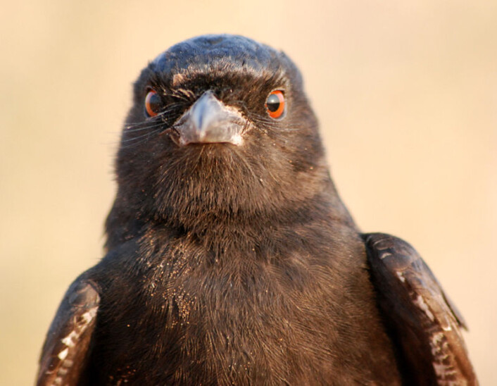 Savannedrongo (Dicrurus adsimilis) Foto: Tom Flower, University of Cambridge Savannedrongo (Dicrurus adsimilis) Foto: Tom Flower, University of Cambridge