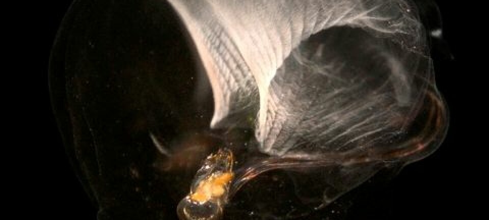 Halesekkedyr (Oikopleura dioica). (Foto: Science/AAAS)