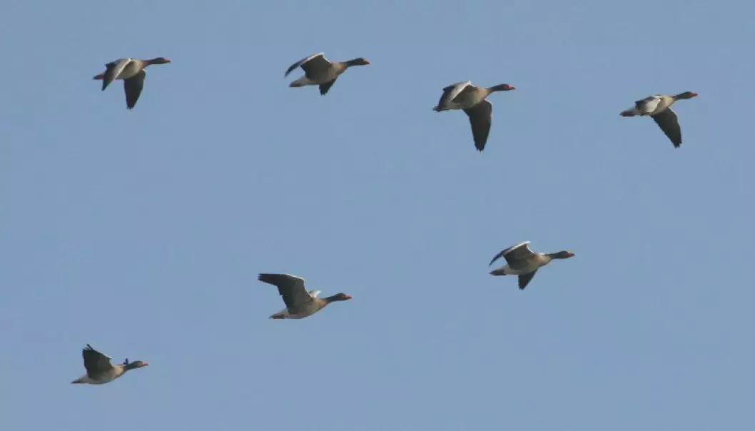 En flokk grågjess i karakteristisk Boklöv-stil er lett match for en fugletitter. Andre fugler kan være mye verre å artsbestemme.